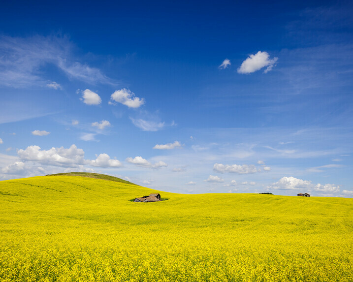 Vibrant canola fields near Derwent, Alberta