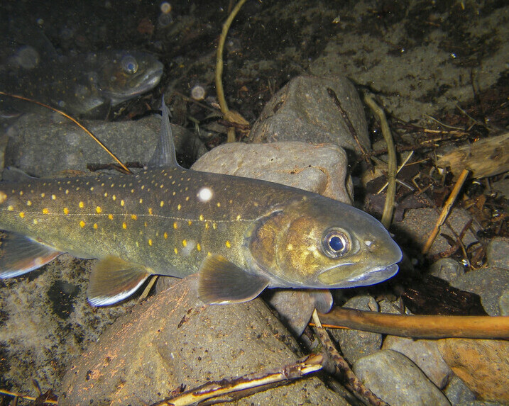 An underwater close-up shot of a bull trout as it swims near some rocks and twigs.