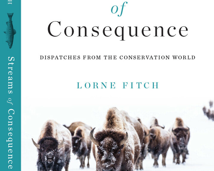 Book cover with bison walking through the snow.