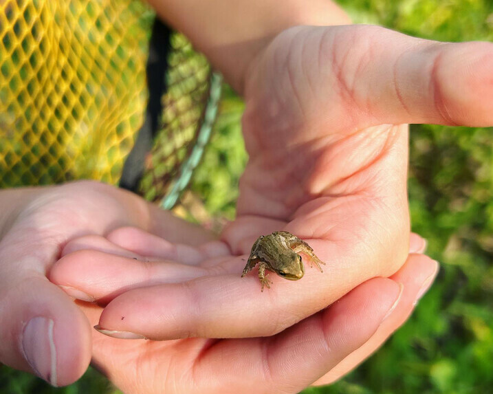 Hands holding tiny Boreal chorus frog with net in the background.
