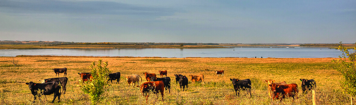 Cattle foraging near the shore of Bens Lake in eastern Alberta.