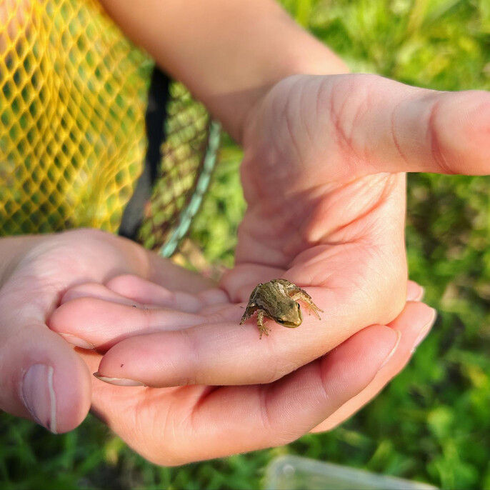 Hands holding a tiny Boreal chorus frog with a net in the background.