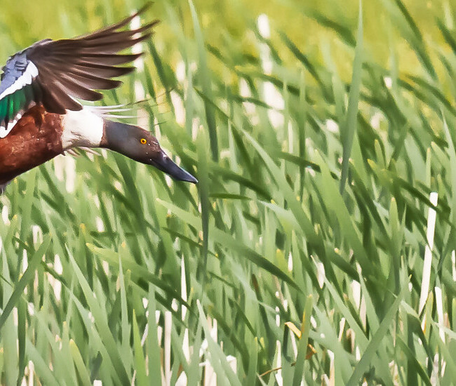 Wetland Strategy