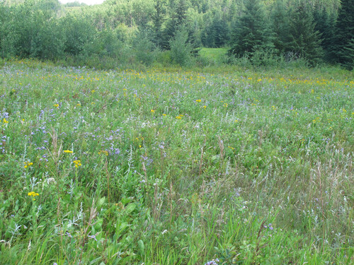 Wildflowers and native grasses in full bloom at the bottom of the Gibbons prairie-badlands escarpment. Photo credit: ENPS.