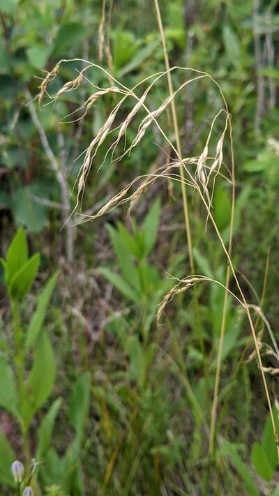 Canada ricegrass is a rare find in Alberta, with only 6-20 occurrences. Photo credit: ENPS.