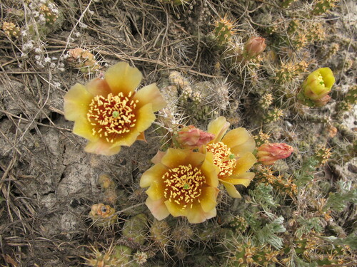 Fragile prickly pear (Opuntia fragilis) occupies the steeper, bare, badland slopes. Photo credit: ENPS.