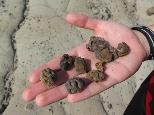 Fossilized cones found in the Gibbons Badlands-Prairie escarpment area are associated with Cretaceous sediments. Photo credit: ENPS.