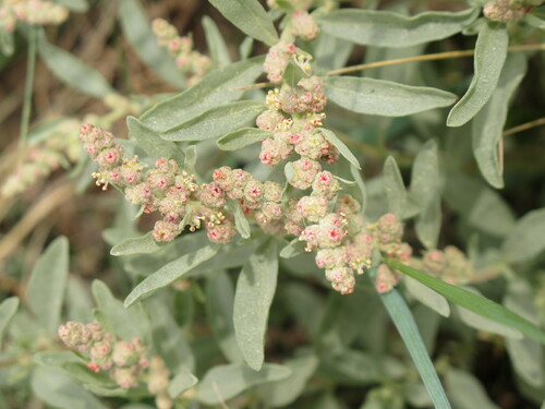 Gardner’s saltbush (Atriplex gardneri), a typical badlands plant, was named for its ability to survive in highly saline environments. Photo credit: ENPS.