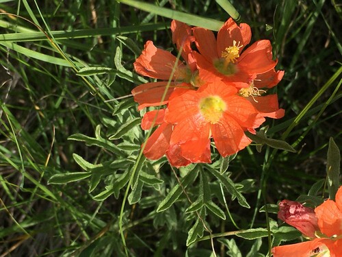 Scarlet globe-mallow is typically found in prairie or badland ecosystems. Photo credit: ENPS.