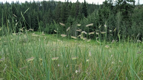 A vista of blue grama grass, also known as eyelash grass. Photo credit: M. Parseyan