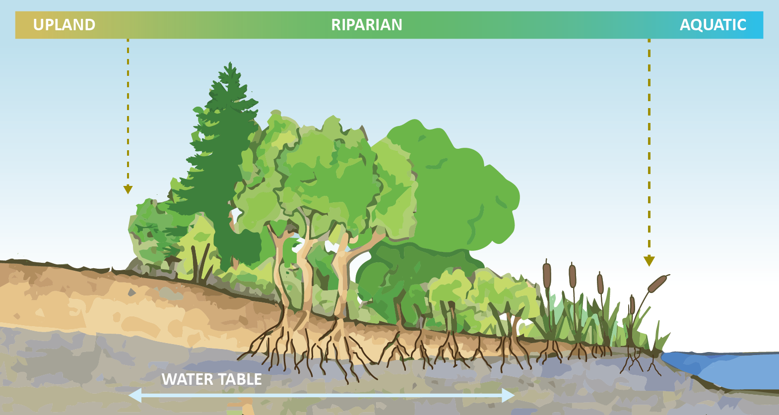Shoreline showing transition from aquatic plants to riparian plants to upland areas.