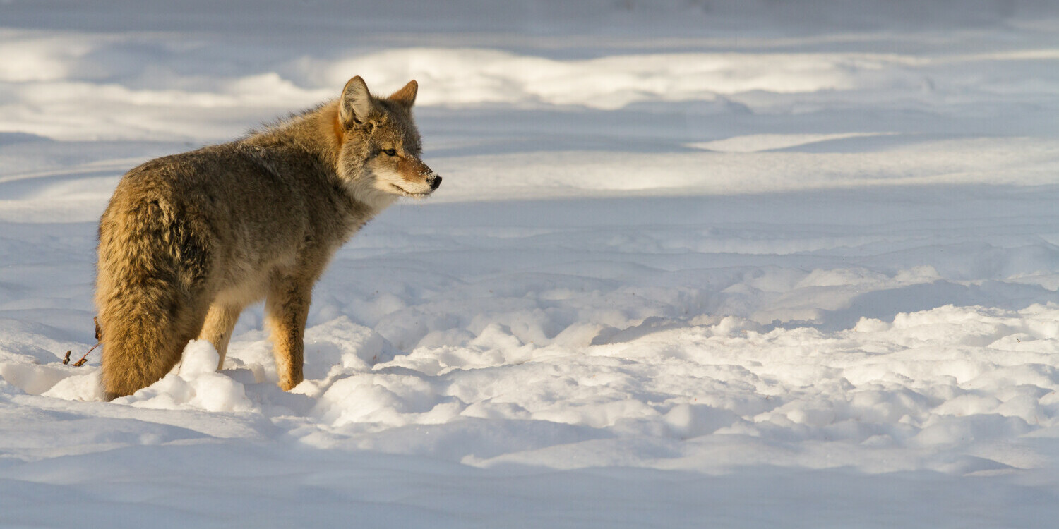Coyote on snow scanning the field
