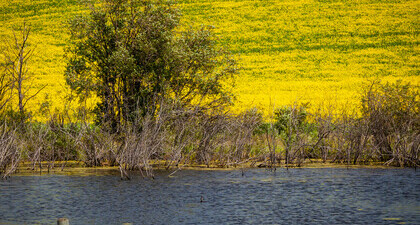 A prairie wetland in Alberta