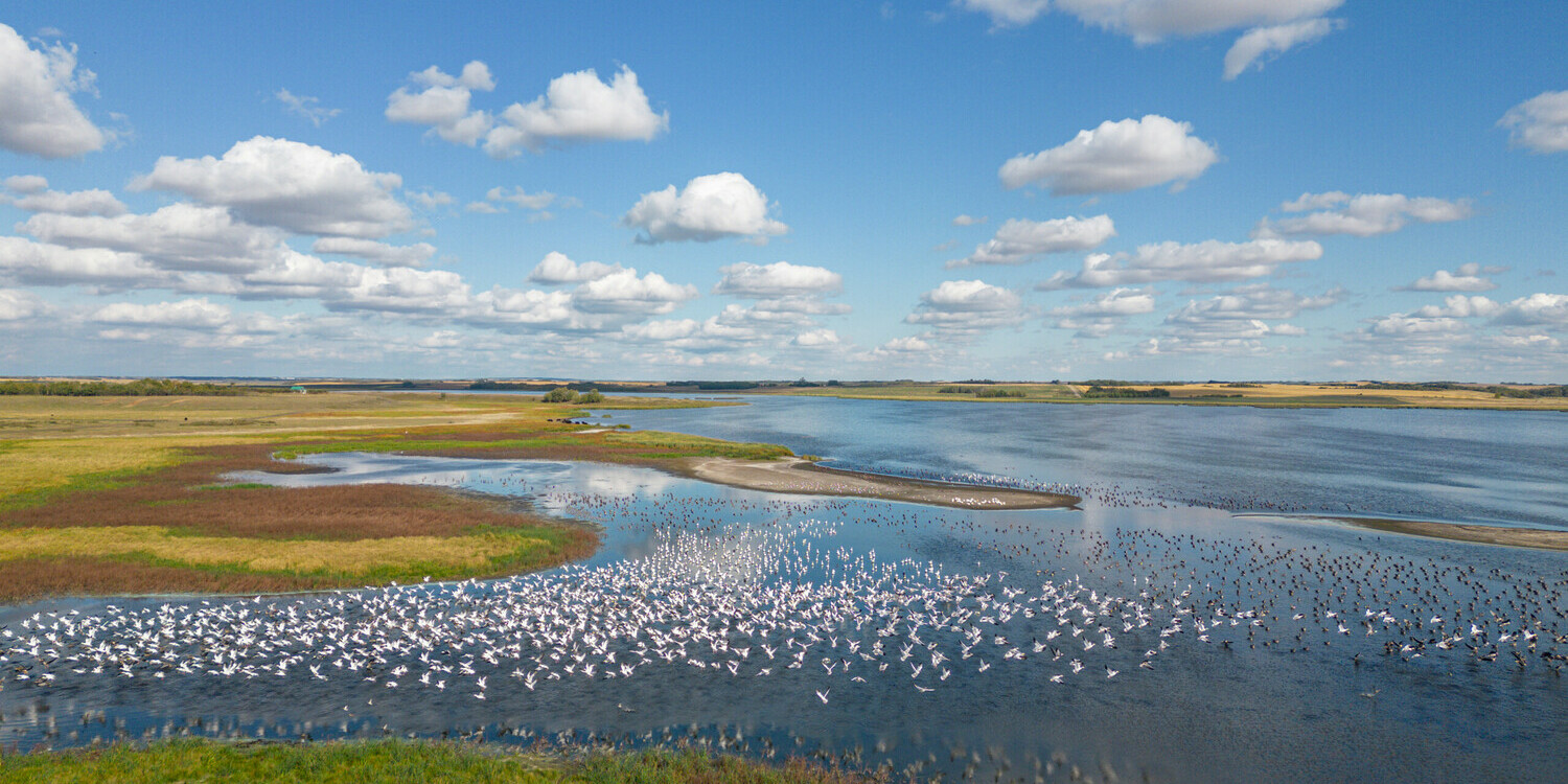 Aerial shot of Bens Lake, Alberta with many migratory snow geese on the lake.